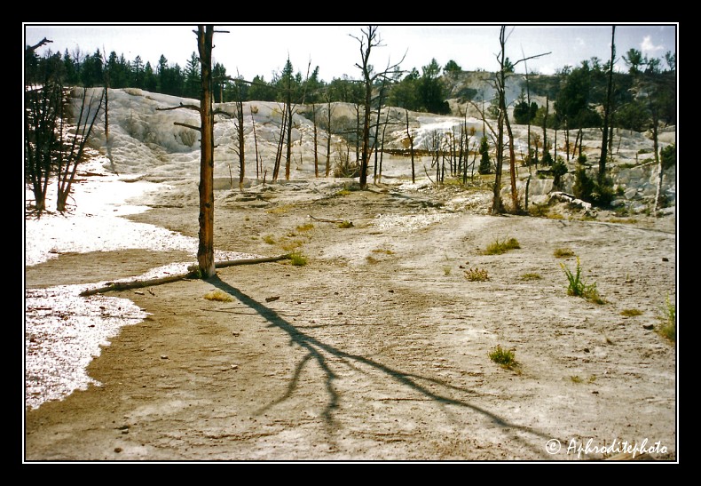 Yellowstone NP